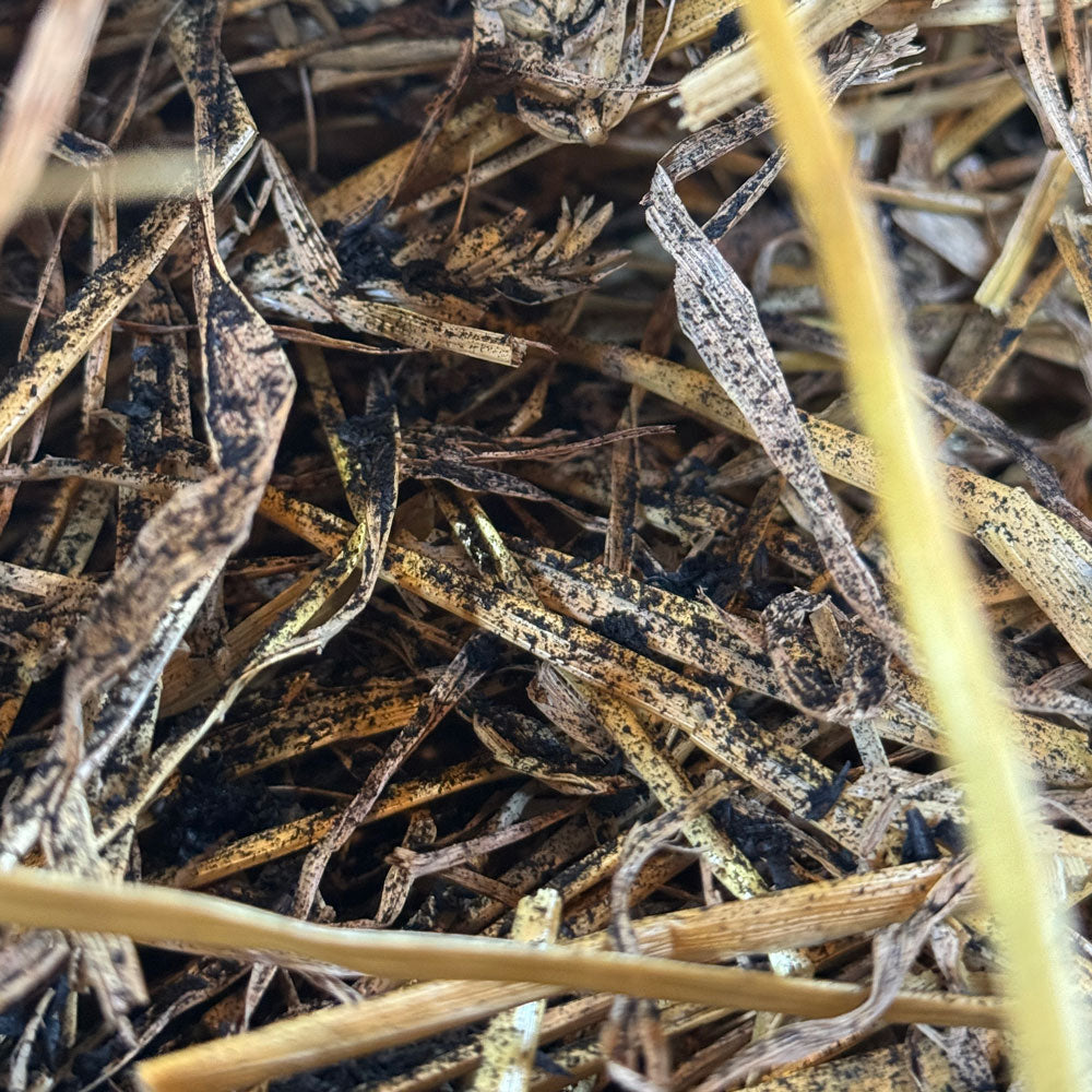 Simply Bio Bedding Booster mixed with Straw bedding