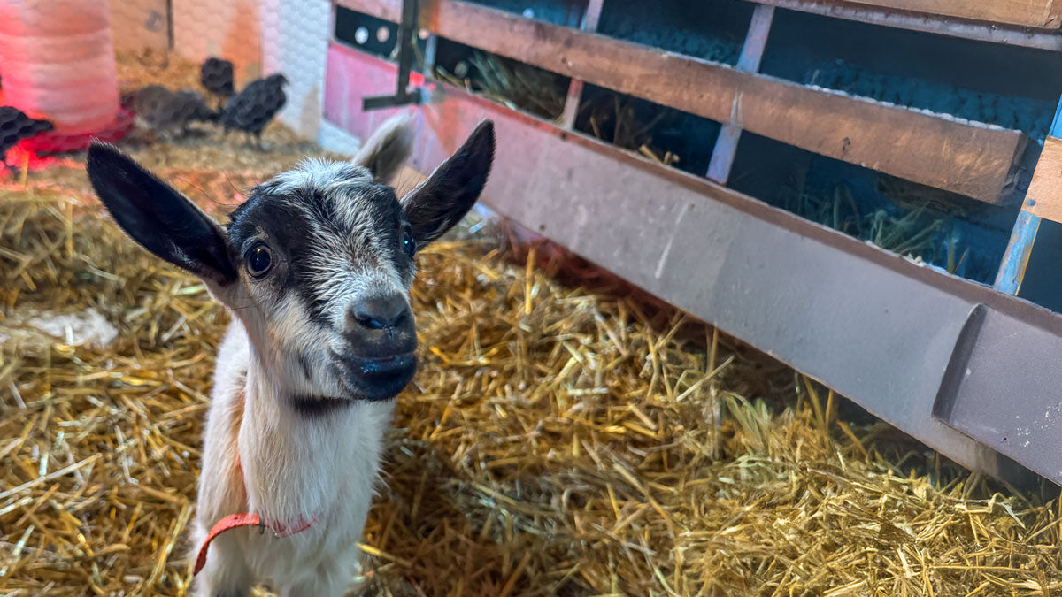 happy goat standing is straw bedding that smells better with the help of Simply Bio Bedding Booster