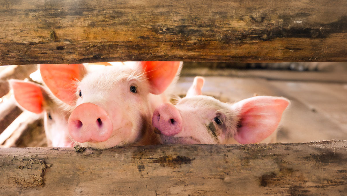 Pigs in Barn that smells nice with the help of Simply Bio Bedding Booster