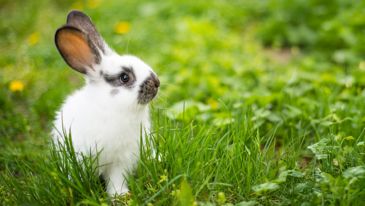Simply Bio Bedding Booster is good for Rabbits too!