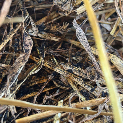 Simply Bio Bedding Booster mixed with Straw bedding