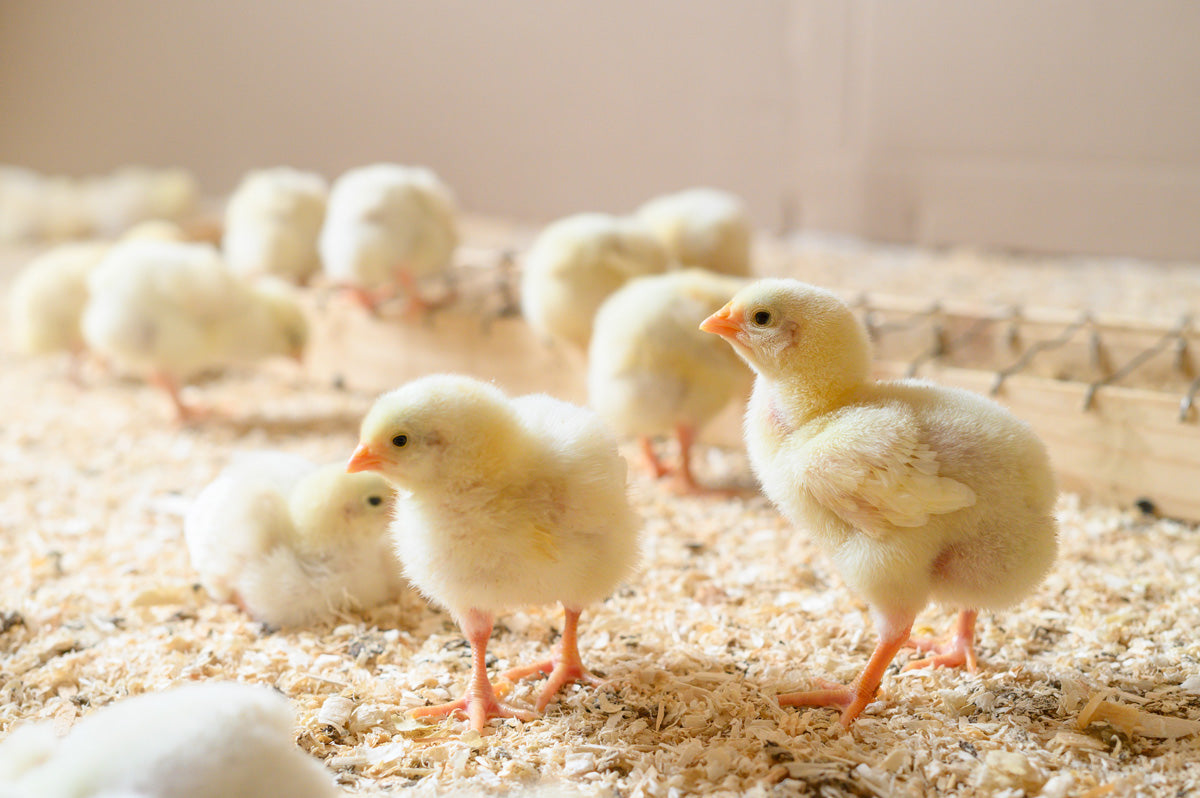 Chicks in wood shavings for bedding that smells good with the help of Simply Bio Bedding Booster